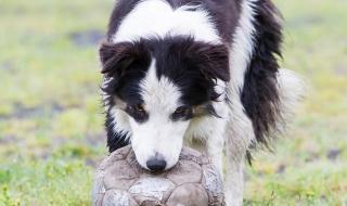 边境牧羊犬训练教程 怎样训练边境牧羊犬